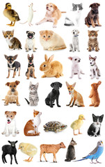 Collage of cute baby animals on white background