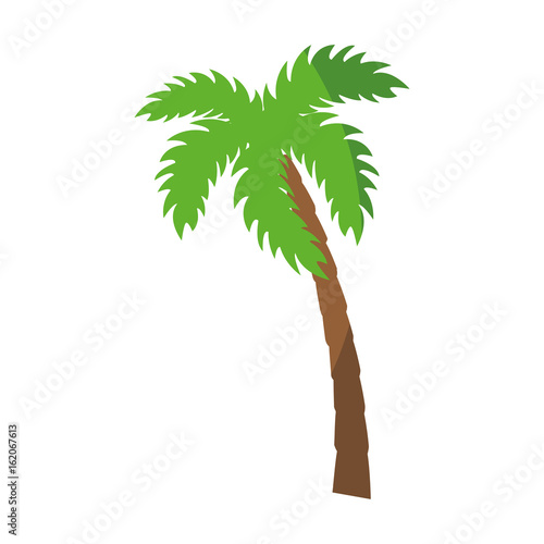 tropical palm icon over white background vector illustration