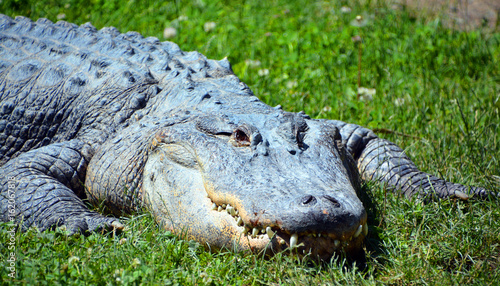 An alligator is a crocodilian in the genus Alligator of the family Alligatoridae. The two living species are the American alligato and the Chinese alligator.  photo