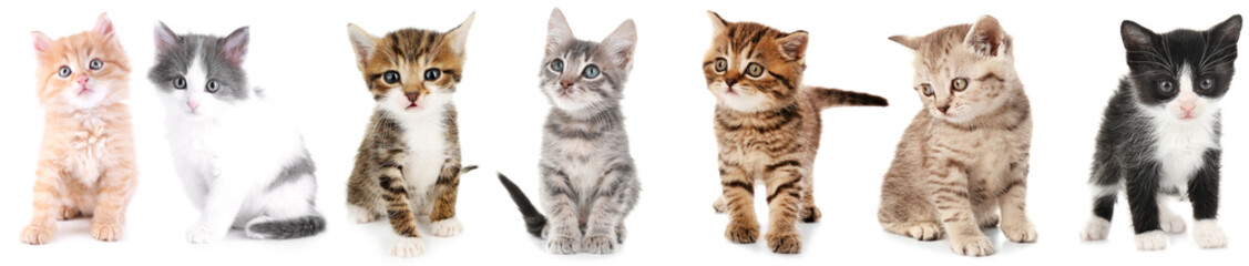 Collage of cute kittens on white background