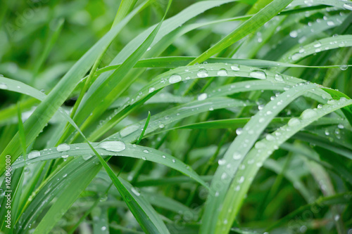 Dew drops on the green grass.Nature background.Waterdrops on green leaves