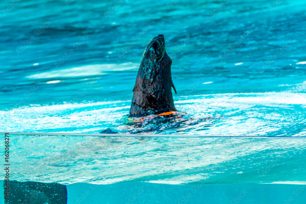 Fototapeta premium seelöwe