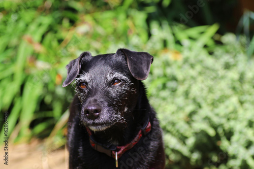 Senior healthy contented dog