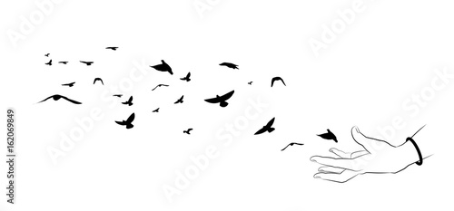 Flying birds and hand silhouettes on white background. Vector illustration. isolated bird flying and hand. drawing anatomy. photo