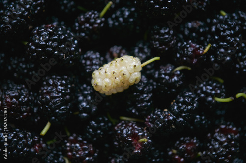 macro shot of mulberry black berry © PabloStock