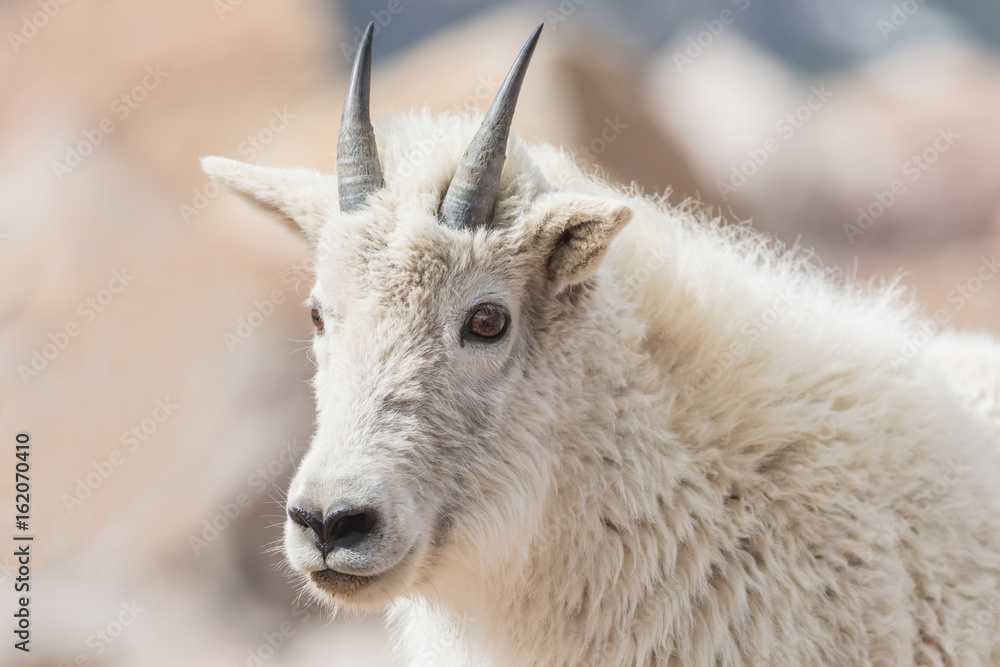 Curious Mountain Goat - A yearling mountain goat stares with curiosity. Curious Mountain Goat - A yearling mountain goat stares with curiosity.