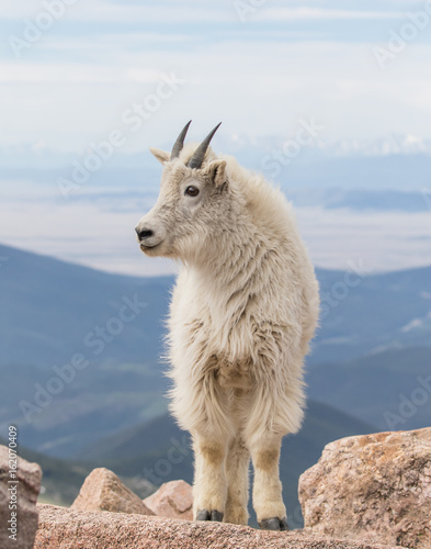 Young Mountain Goat - A yearling mountain goat stands on the rocks on the top of Mount Evans, Colorado at an elevation of 14,265 feet.