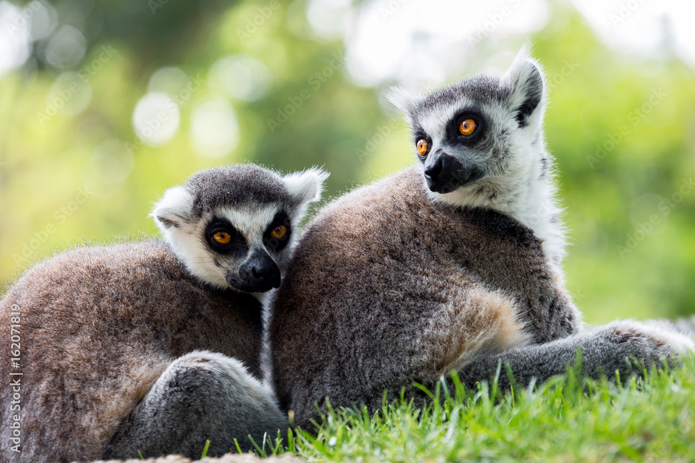 Fototapeta premium looking and sitting lemurs