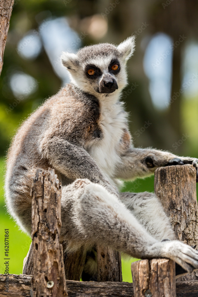 Obraz premium lemur sitting on a wooden fence