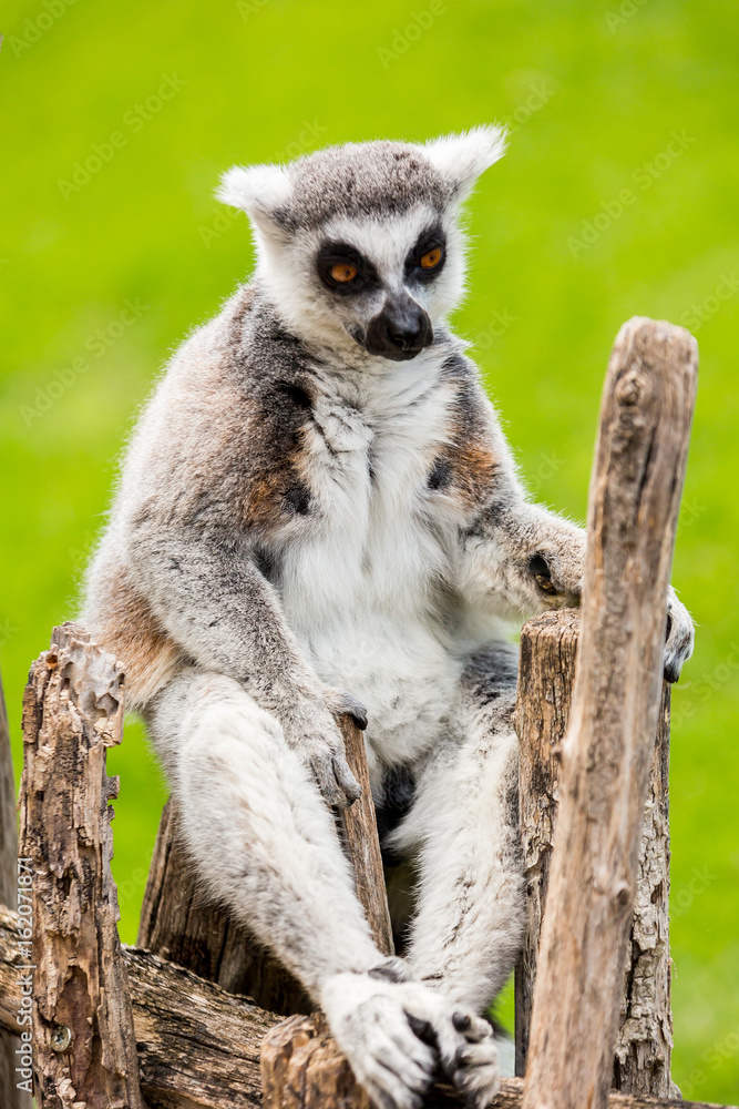 Fototapeta premium lemur sitting on a wooden fence 
