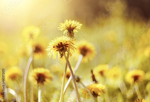 Fototapeta Naklejka Na Ścianę i Meble -  Yellow flowers of a dandelion