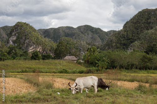 Kuba Valle Vinales