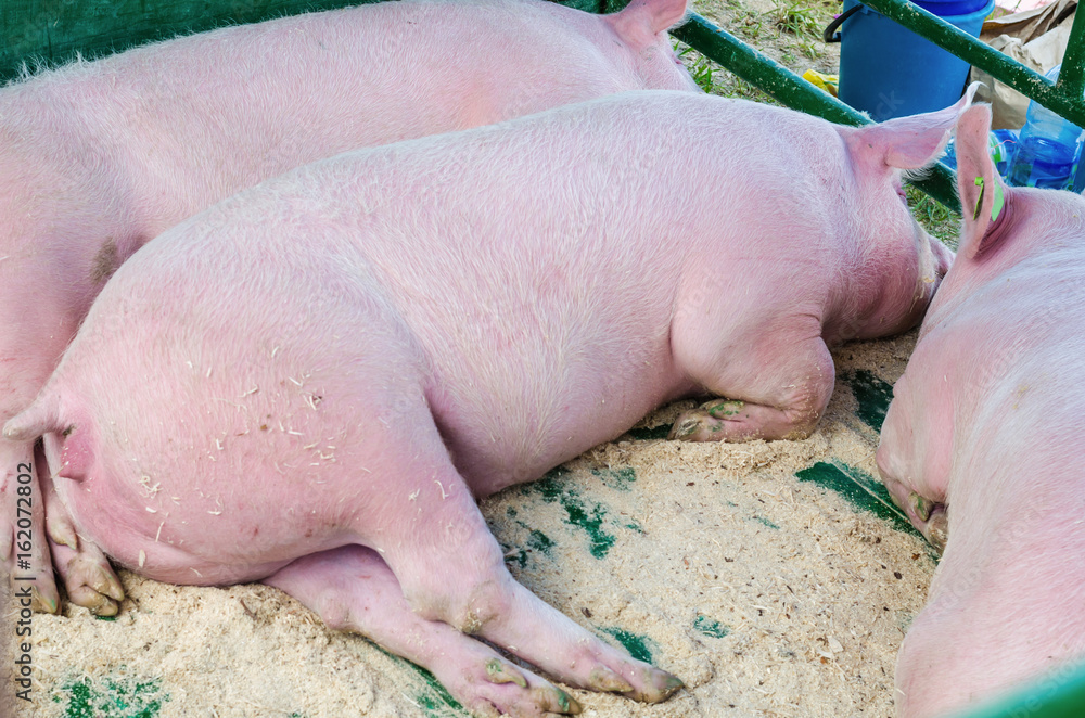 A mammal with a beautiful snout, resting and eating on the farm A mammal with a beautiful snout, resting and eating on the farm