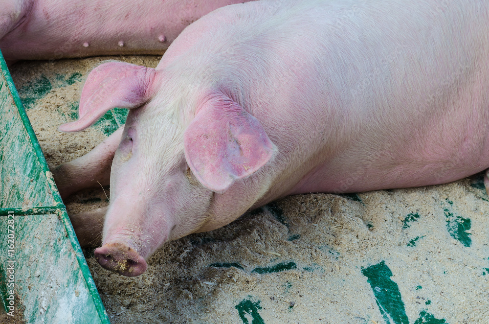 A mammal with a beautiful snout, resting and eating on the farm A mammal with a beautiful snout, resting and eating on the farm