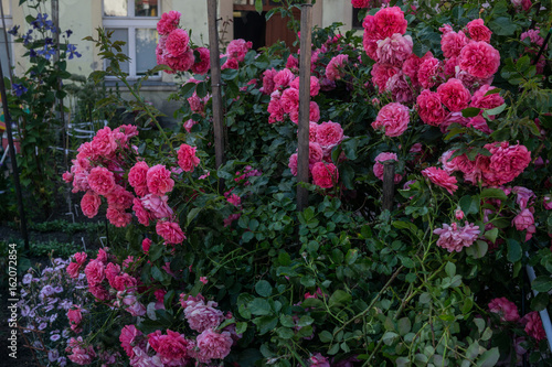 flowers in front of the house