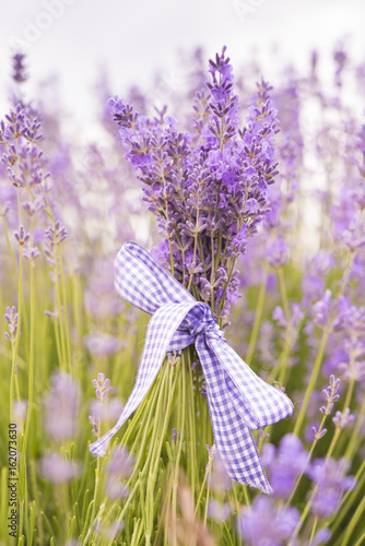 Lavender bouquet tied by ribbon on the lavender field 