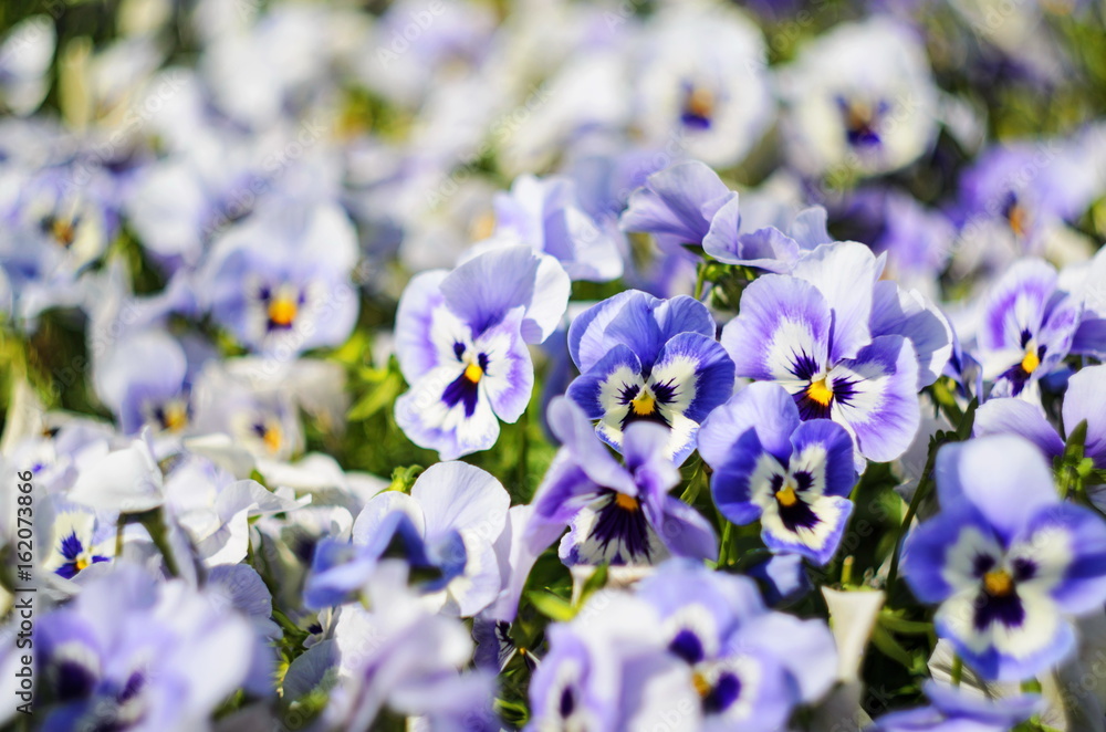 background of summer flowers, meadow of vivid pansies (violas), selective focus, shallow depth of field background of summer flowers, meadow of vivid pansies (violas), selective focus, shallow depth of field