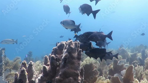 A group of black fish floatig around pipe coral on the reef