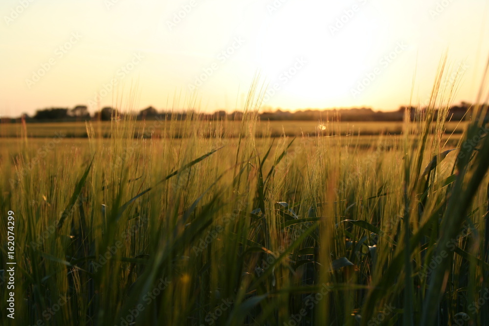 Fototapeta premium wheat field sunset