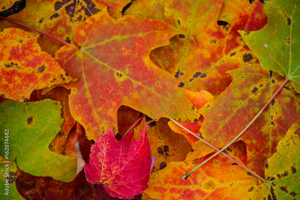 Background group autumn multi color leaves Background group autumn multi color leaves