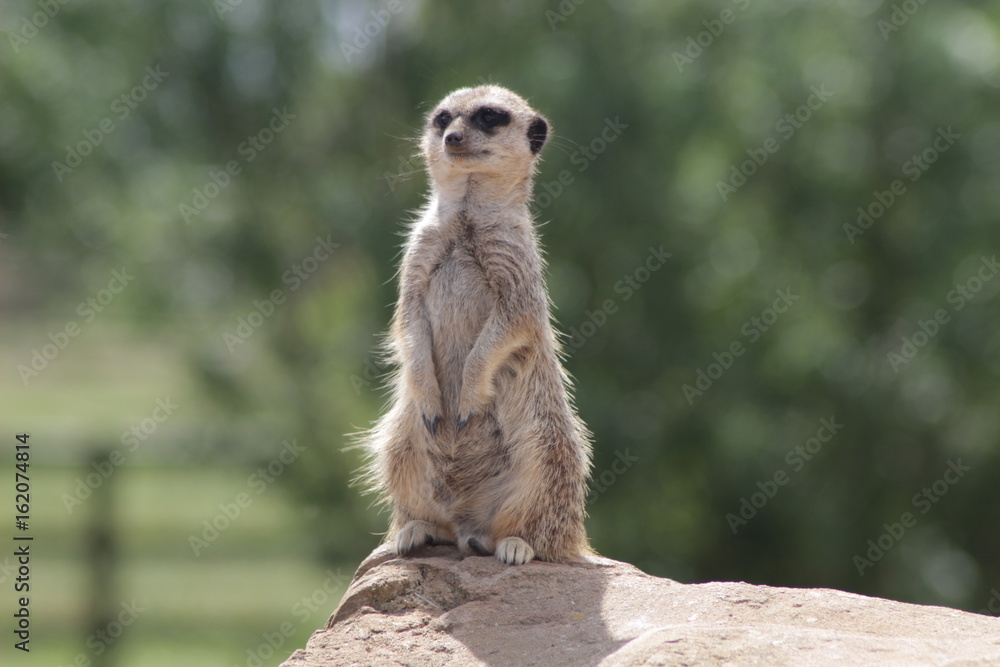 Fototapeta premium Standing Meerkat