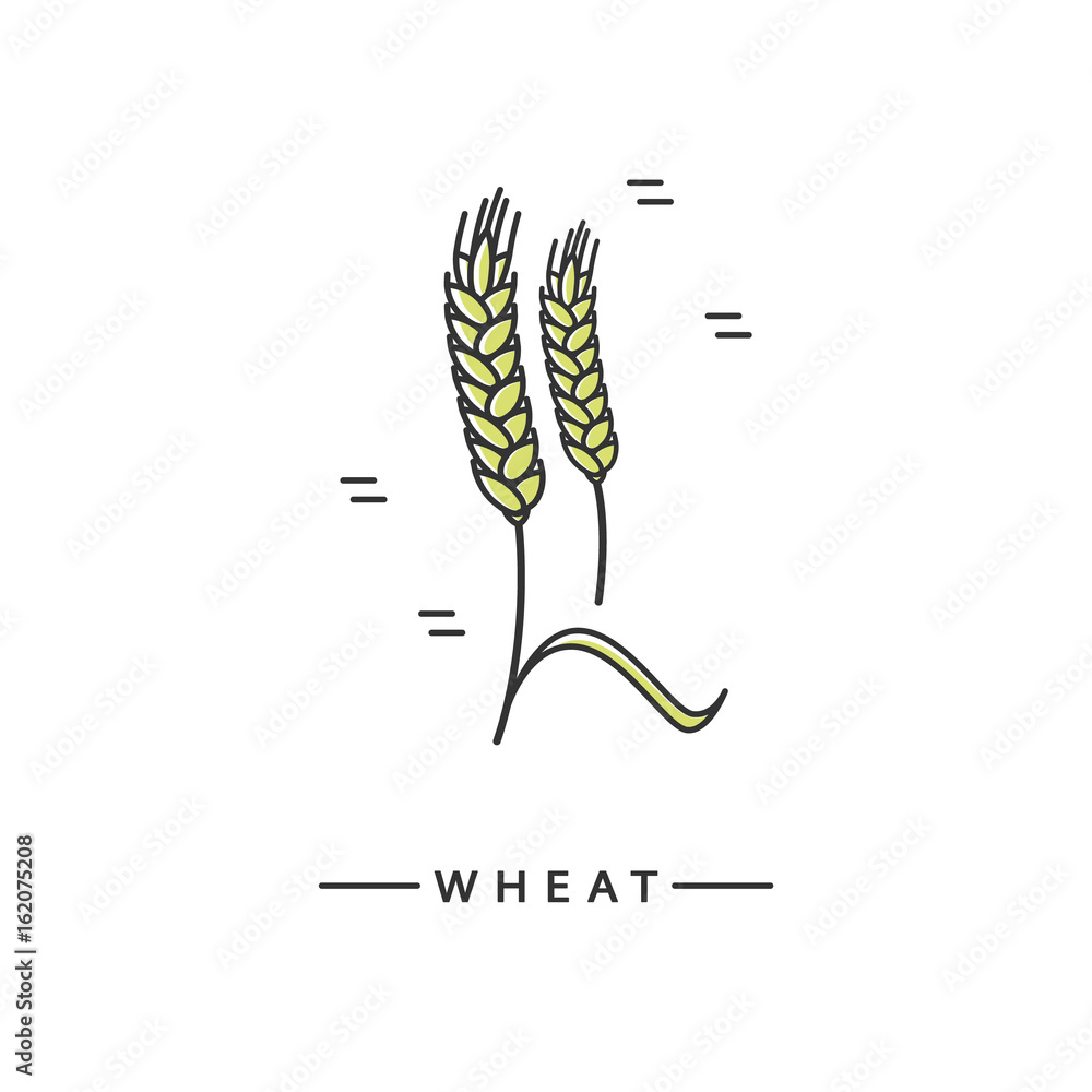 Vector linear wheat icon. Vector linear wheat icon.