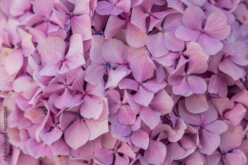 closeup pink flowers closeup pink flowers
