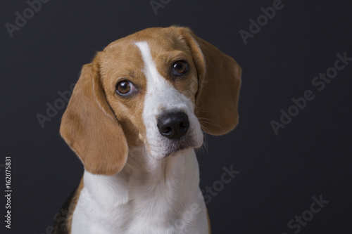 Young beagle looking up isolated on dark background.