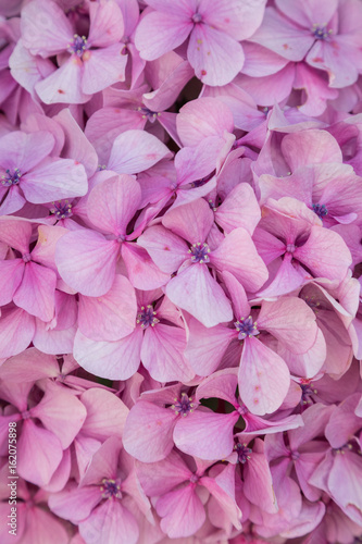 closeup pink flowers © sytnik