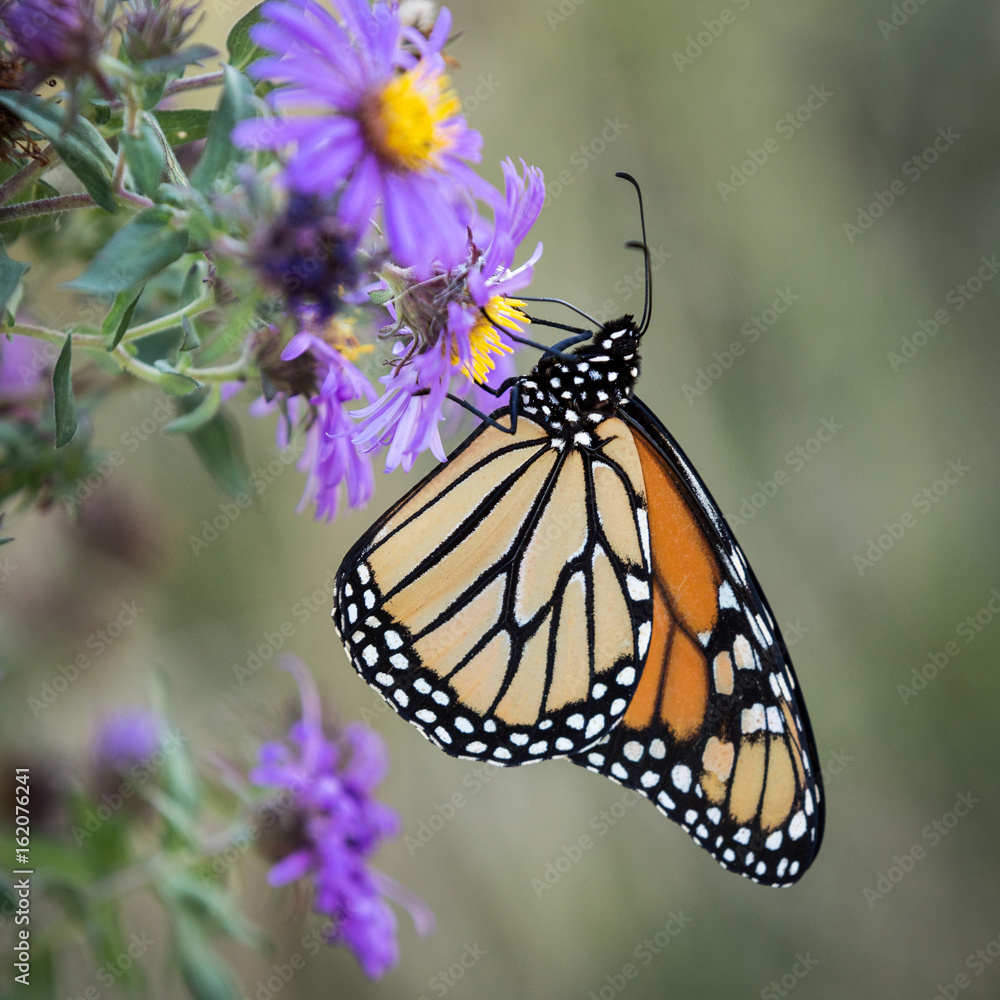 Fototapeta premium Monarch Butterfly