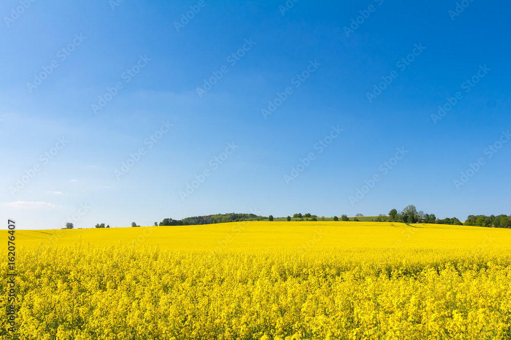 Gelbe Blüten im Rapsfeld und blauer im Himmel mit Wolken - Frühling im Mai