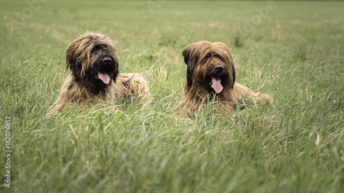 Foto Zwei Briards liegen im Gras!