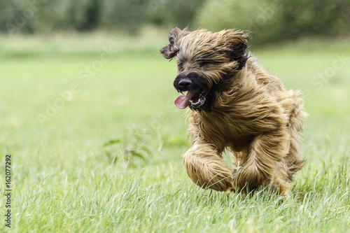 Obraz na plátně Neun Monate alter Briard Rüde in voller Aktion!