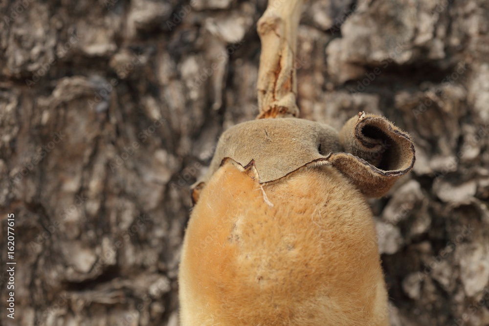 Fototapeta premium Fruit du baobab