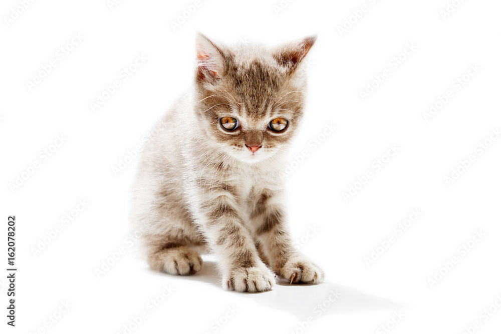 British Shorthair kitten Isolated on white background.