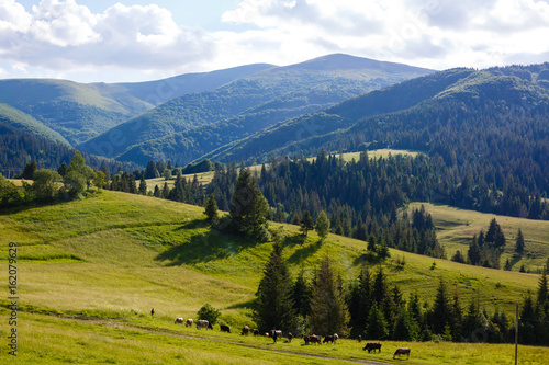 Beautiful sunny day is in mountain landscape. Carpathian, Ukraine. © Angelov