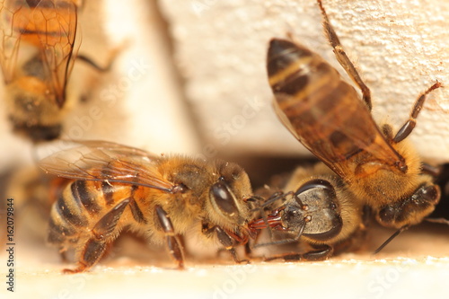 Trophallaxie abeille