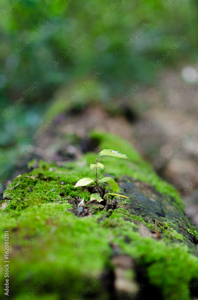 Growing Growing