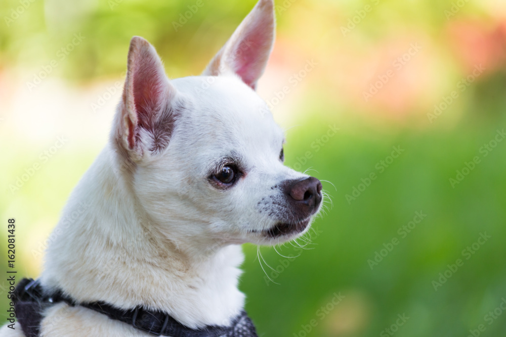 white chihuahua sitting up white chihuahua sitting up