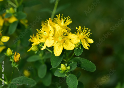 Konstfotografi Echtes Johanniskraut, Hypericum perforatum, Tüpfel-Hartheu