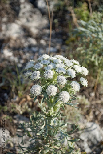 Moon carrot (Seseli gummiferum)