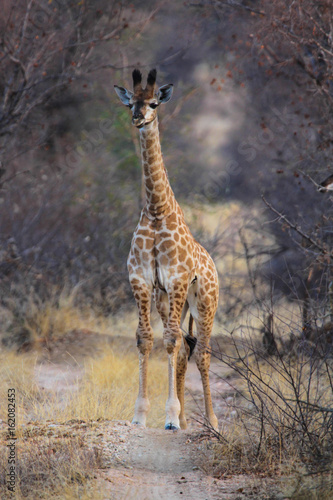 Giraffenbaby