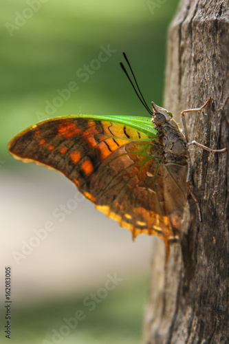 Butterfly Kenya