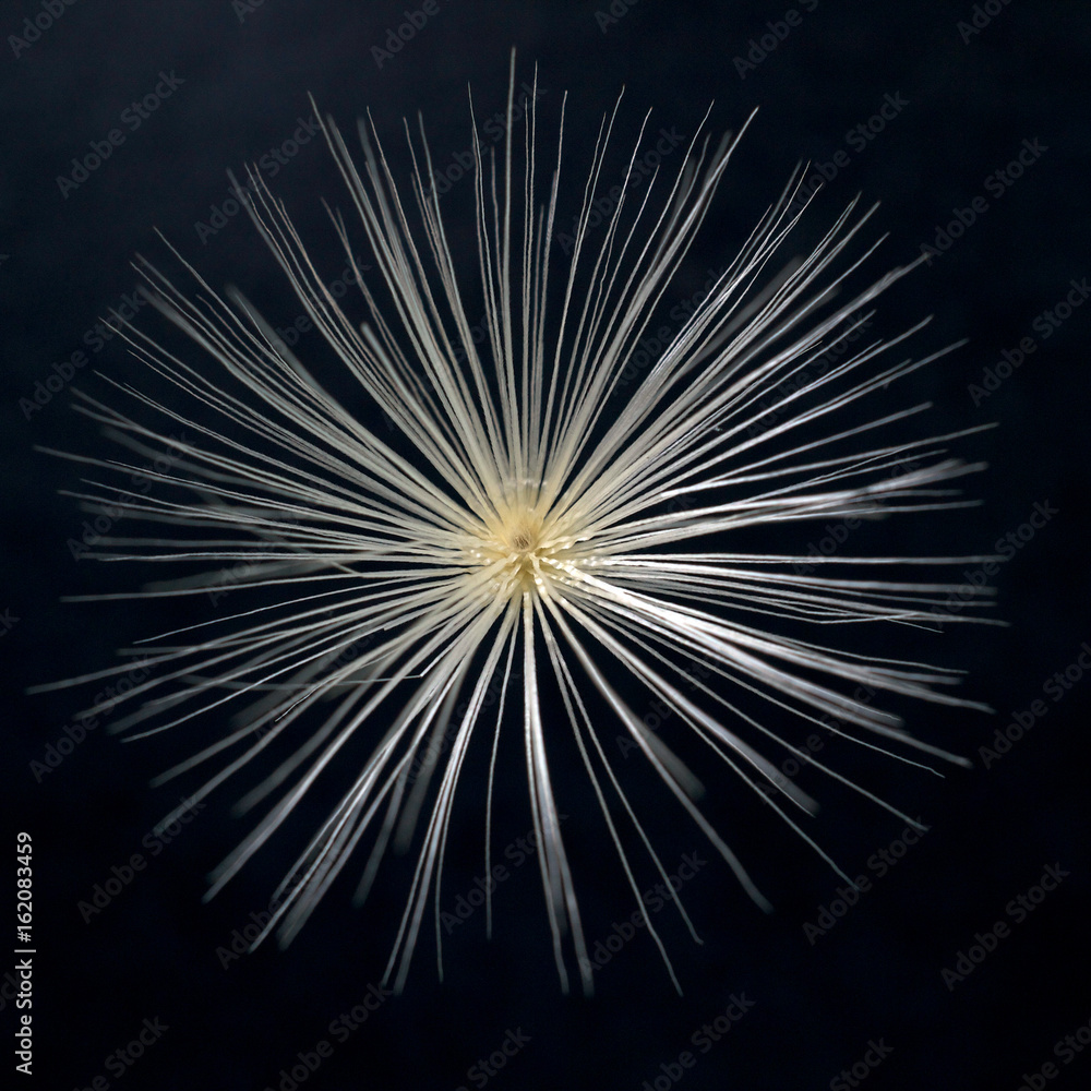 Pappus of the seed of the purple star thistle, Centaurea calcitrapa, viewed from above, against black background Pappus of the seed of the purple star thistle, Centaurea calcitrapa, viewed from above, against black background
