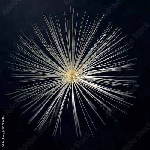 Pappus of the seed of the purple star thistle, Centaurea calcitrapa, viewed from above, against black background