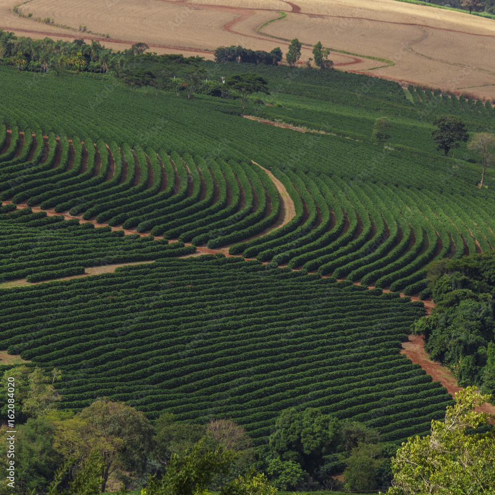 Coffee plantation farm in the mountains landscape