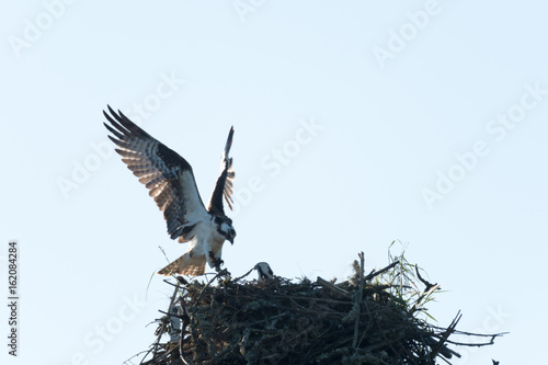 Ospray landing on nest