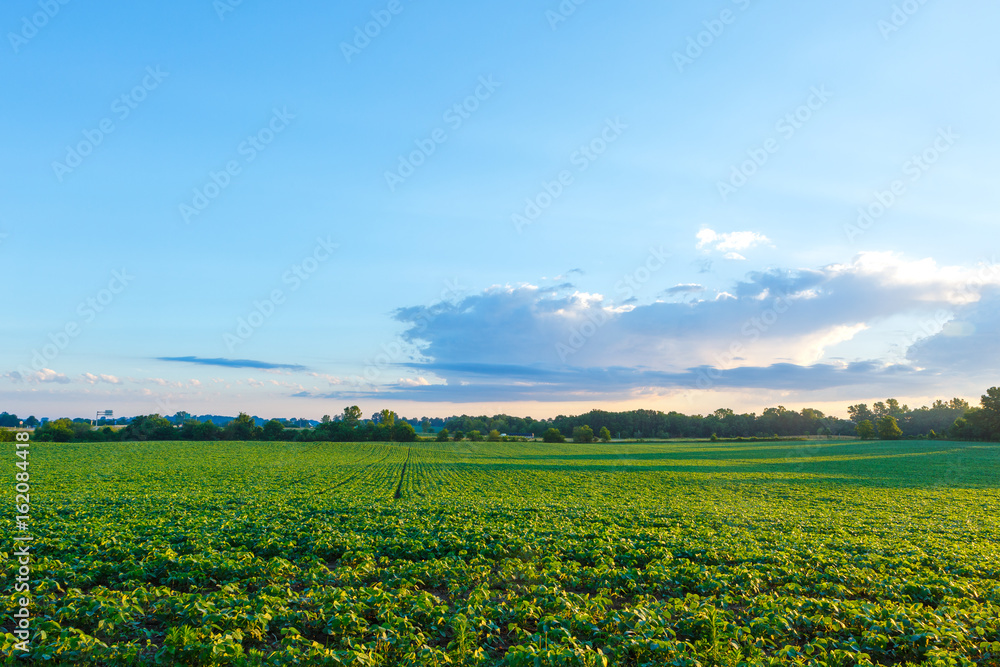 Field of Soy Beans