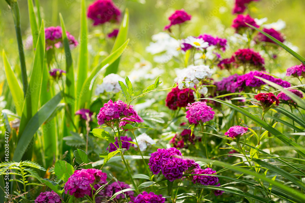 Blühende Bartnelken im Garten