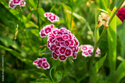 Blühende Bartnelken im Garten